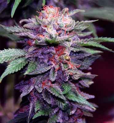 purple haze nasiona marihuany
